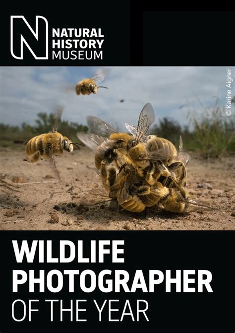 smogon flutter mane|Wildlife Photographer of the Year 2024: Highly .